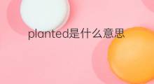 planted是什么意思 planted的中文翻译、读音、例句