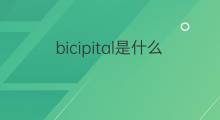 bicipital是什么意思 bicipital的中文翻译、读音、例句