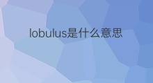 lobulus是什么意思 lobulus的中文翻译、读音、例句