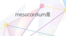 mesocardium是什么意思 mesocardium的中文翻译、读音、例句