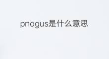 pnagus是什么意思 pnagus的中文翻译、读音、例句