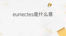 eunectes是什么意思 eunectes的中文翻译、读音、例句