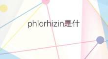 phlorhizin是什么意思 phlorhizin的中文翻译、读音、例句