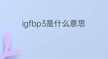 igfbp3是什么意思 igfbp3的中文翻译、读音、例句