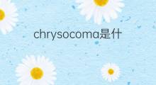 chrysocoma是什么意思 chrysocoma的中文翻译、读音、例句