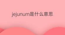 jejunum是什么意思 jejunum的中文翻译、读音、例句