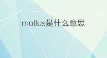 mallus是什么意思 mallus的翻译、读音、例句、中文解释