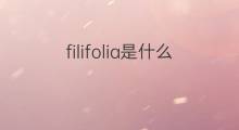 filifolia是什么意思 filifolia的中文翻译、读音、例句