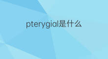 pterygial是什么意思 pterygial的中文翻译、读音、例句