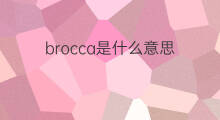 brocca是什么意思 brocca的中文翻译、读音、例句