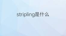 stripling是什么意思 stripling的中文翻译、读音、例句