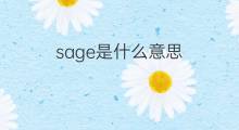 sage是什么意思 sage的翻译、读音、例句、中文解释