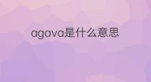 agava是什么意思 agava的翻译、读音、例句、中文解释