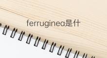 ferruginea是什么意思 ferruginea的翻译、读音、例句、中文解释