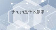 thrush是什么意思 thrush的翻译、读音、例句、中文解释