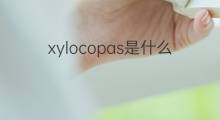 xylocopas是什么意思 xylocopas的翻译、读音、例句、中文解释