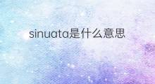 sinuata是什么意思 sinuata的翻译、读音、例句、中文解释