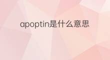 apoptin是什么意思 apoptin的翻译、读音、例句、中文解释