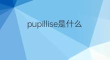 pupillise是什么意思 pupillise的翻译、读音、例句、中文解释