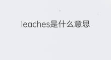 leaches是什么意思 leaches的翻译、读音、例句、中文解释