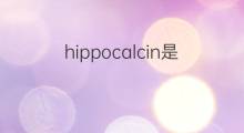 hippocalcin是什么意思 hippocalcin的翻译、读音、例句、中文解释