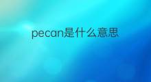 pecan是什么意思 pecan的翻译、读音、例句、中文解释