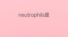 neutrophils是什么意思 neutrophils的翻译、读音、例句、中文解释