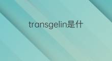 transgelin是什么意思 transgelin的中文翻译、读音、例句