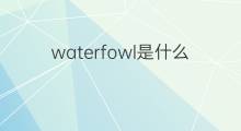 waterfowl是什么意思 waterfowl的中文翻译、读音、例句