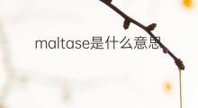 maltase是什么意思 maltase的中文翻译、读音、例句