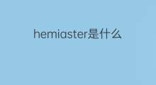 hemiaster是什么意思 hemiaster的中文翻译、读音、例句