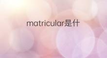 matricular是什么意思 matricular的中文翻译、读音、例句