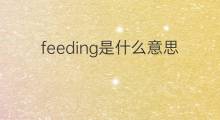 feeding是什么意思 feeding的中文翻译、读音、例句