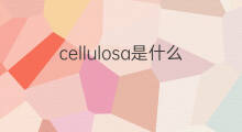 cellulosa是什么意思 cellulosa的中文翻译、读音、例句