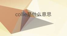 collie是什么意思 collie的中文翻译、读音、例句