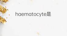 haematocyte是什么意思 haematocyte的中文翻译、读音、例句