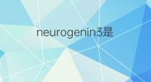 neurogenin3是什么意思 neurogenin3的中文翻译、读音、例句