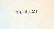 epiglottis是什么意思 epiglottis的中文翻译、读音、例句