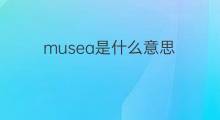 musea是什么意思 musea的中文翻译、读音、例句
