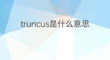 truncus是什么意思 truncus的中文翻译、读音、例句