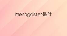 mesogaster是什么意思 mesogaster的中文翻译、读音、例句