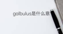 galbulus是什么意思 galbulus的中文翻译、读音、例句