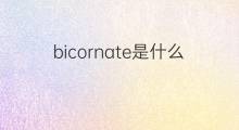 bicornate是什么意思 bicornate的中文翻译、读音、例句