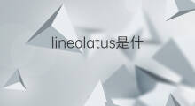 lineolatus是什么意思 lineolatus的中文翻译、读音、例句