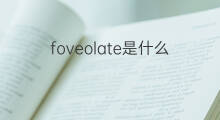 foveolate是什么意思 foveolate的中文翻译、读音、例句