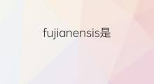 fujianensis是什么意思 fujianensis的中文翻译、读音、例句