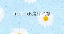 mallards是什么意思 mallards的中文翻译、读音、例句