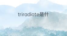 triradiate是什么意思 triradiate的中文翻译、读音、例句