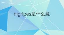 nigripes是什么意思 nigripes的中文翻译、读音、例句