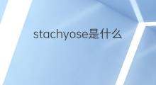 stachyose是什么意思 stachyose的中文翻译、读音、例句